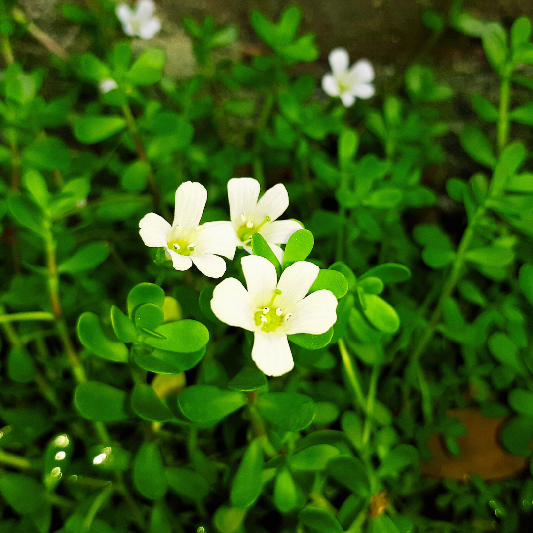 bacopa monnieri bacopa monnieri