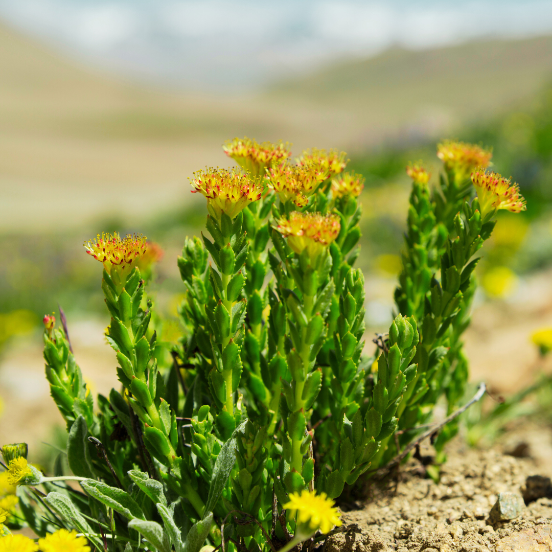 rhodiola rosea rhodiola rosea